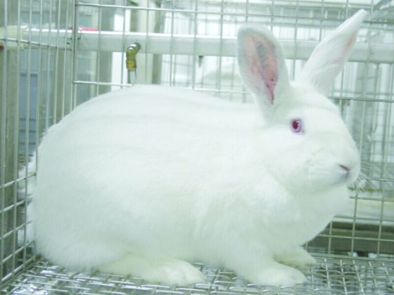 年供SPF实验兔2万只，清洁级实验兔3万只，普通级实验兔100万只