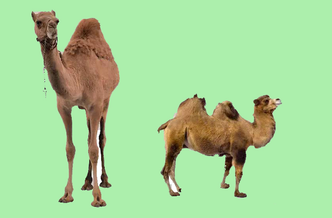 骆驼多抗免疫服务定制平台